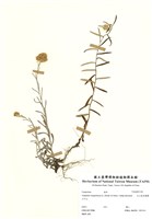 藏品(玉山抱莖籟蕭)的圖片